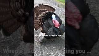 Big Scary Turkey 🦃