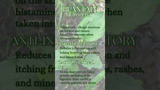 Plantain - Plantago major