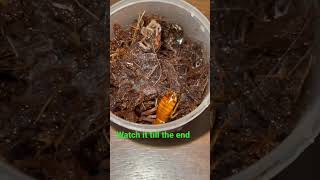 You won’t believe that #tarantula watch it till the end