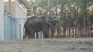 The Elephant Sanctuary | Osh Arrives at The Elephant Sanctuary