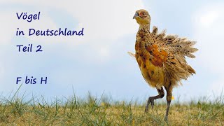 Vögel in Deutschland_F H_Bildershow