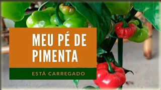 Pé de pimenta carregado - Pé de pimenta em vaso - Cultivo da pimenta - Plantas em vaso