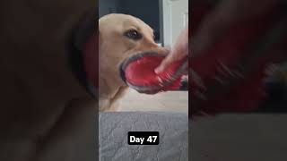 Day 47 until my dog gets 1k subscribers