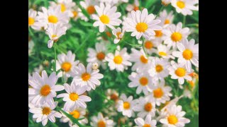 Witchy Wednesday: Chamomile