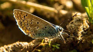 Cazadores de mariposas