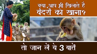 बंदरों को खिलाते हों खाना तो जान ले ये 3 बातें | Feeding Monkeys in India