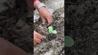 Water melon #plants #garden #short #organic #watermelon #harvest #farming