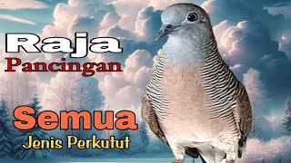 PANCINGAN PERKUTUT LOKAL // RAJA PANCINGAN SEMUA JENIS PERKUTUT MANJUR SEKALI PUTAR LANGSUNG NYAUT