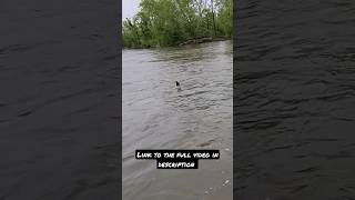 JUMPING SMALLMOUTH