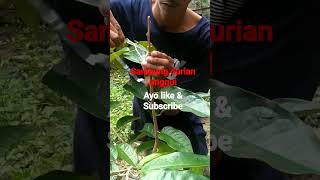 Menyambung Durian ! TW di halaman Rumah