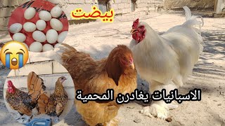 الاسبانيات رح يغادرن المحمية😭مفاجأه من الوكحه 😱🐔 اشتغلت الفقاسه