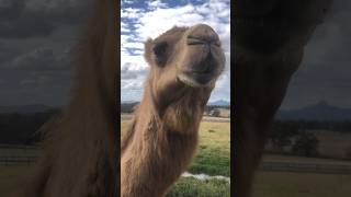 Australian feral camels #youtubeshorts #shorts -#camel