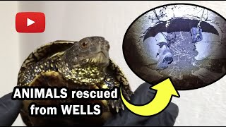 Animals rescued from wells - Διάσωση ζώων από φρεάτια