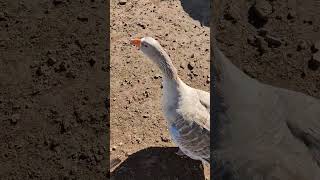 #duck#explore #zoo #wildlife