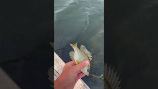 Nice bluegill on live worms ￼