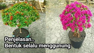 Bentuk terlaris dan kenapa selalu menggunung ?