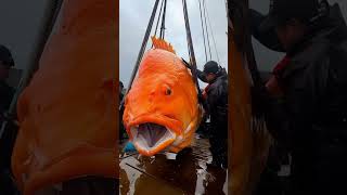 the biggest fish #shorts #shortvideo #fishing #fish