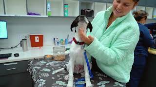 West Coast Animal Hospital Practice Introduction