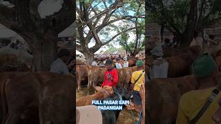 FULL PASAR SAPI PADANGAN #sapisuper #sapi #pasarsapi #cow #pasarsapipadangan