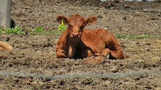 Bichon Frise watching Baby Cows - Calf