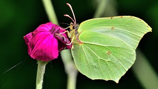 Schmetterlinge im Garten