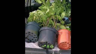 How to place big plants in a small car 🌱 #plants #garden #howto #shorts #fypシ