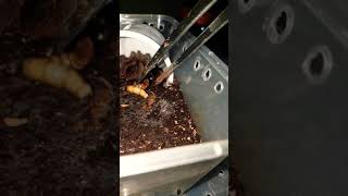 Theraphosa stirmi vs. Meal Worm | Feeding Video | Gorby Exotics