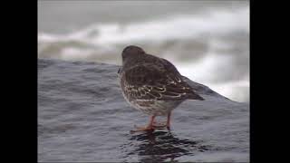 Skärsnäppa/Purple Sandpiper.