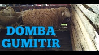 DOMBA MERINO SIDOMULYO JEMBER