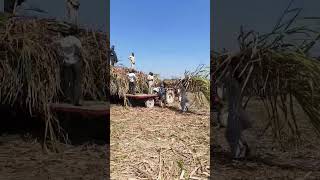 गन्ने बीज की भागदौड़ #sugercane #farming