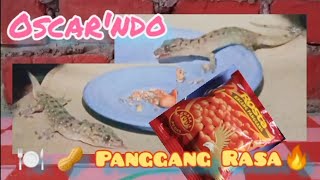 Tokek (Gecko), sangat menikmati 🍽️ Pilus 🥜 Pedasss.🔥