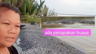 suasana pagi ada penampakan buaya