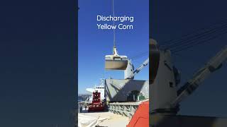 Discharging Yellow Corn #shorts