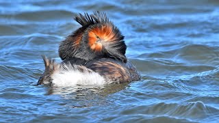 Ijsselmeer_Vögel in Onderdijk Februar/März 2023