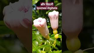 क्षीर विदारी कंद-Ipomea digitata #ayurvedic #ayurveda #bams