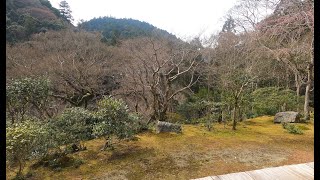 Kyoto Sakura 2022 Kozanji and Daigoji Temple