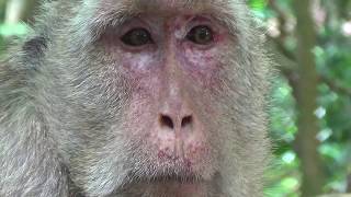 Monkey Get diseases On Her face Need to help for curing her.