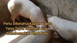 Kapan Waktu Yang Tepat Membeli Atau Membesarkan Anak Babi? | Jangan Sampai Salah