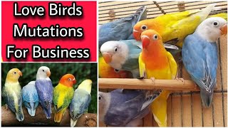 Best Mutations Of Love Birds For Business | African Love Birds Business | EP 8