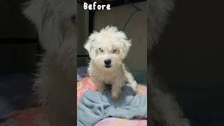 Their faces before and after taking a bath🧼🐾 #dog #furbaby #cute