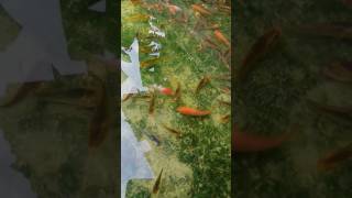 seribu ikan koi mabuk cepet d atasi #banyuwangi #koifish