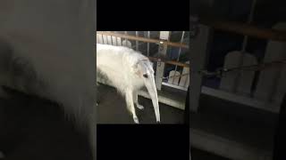 Long Nose Dog Anteater Hybrid