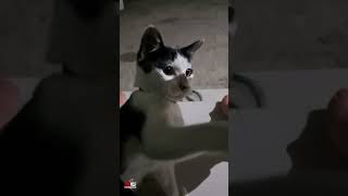 Funny cat 1. Single fighter