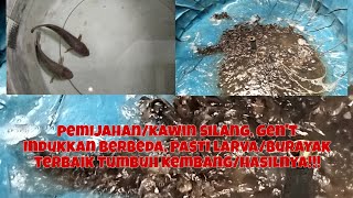 PART 2!!! PROSES SELEKSI, KOLAM TERPAL, KOLAM SEMEN, PEMIJAHAN SILANG, GEN'T INDUKKAN BERBEDA