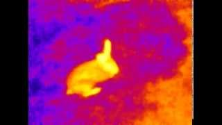 Rabbit in infrared (thermal)/ Trusis infrasrkanaja spektra