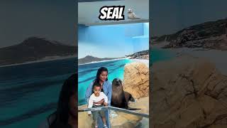 Seal 🦭 #firstexperience #australialife #brisbane # trending #sealife #trendingshorts #viralvideo