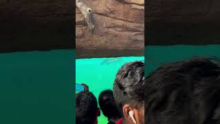 Still Crocodile at Byculla Zoo 🐊 | Crowd in Awe! 😱 | Nov 20, 2024