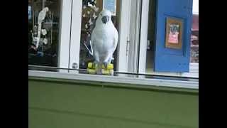 roller skating  Cockatoo bird trick