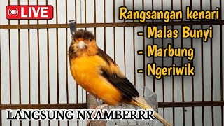 LIVE !!! MASTERAN BURUNG KENARI GACORRRR