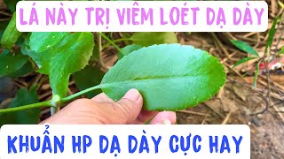 Lá này trị Khuẩn HP Dạ Dày viêm loét Dạ Dày Cực hay. Phan Hải Vlog